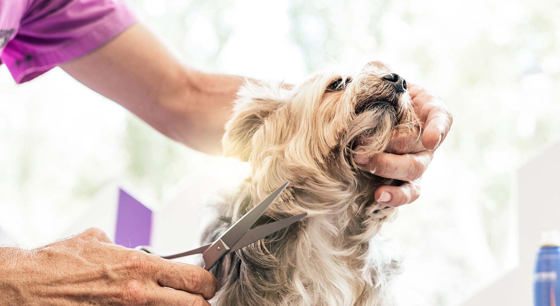 5 Signs of a Good Groomer